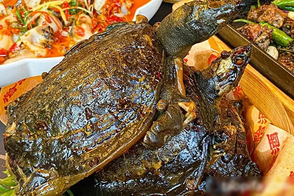 图片[1]-金沙酱甲鱼技术配方和视频教程-小吃方略网