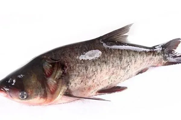 图片[1]-金鲨酱胖头鱼视频教程-小吃方略网